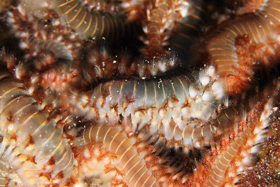 Nest of fire worms