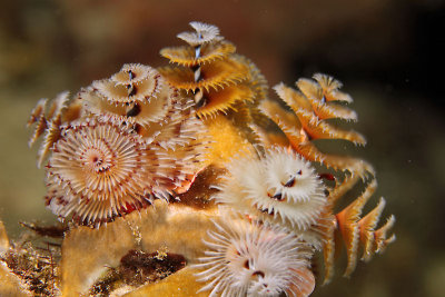 Christmas tree worms