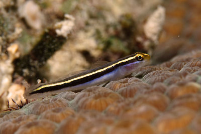 Goby