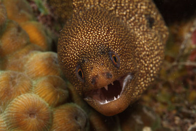 Goldentail eel