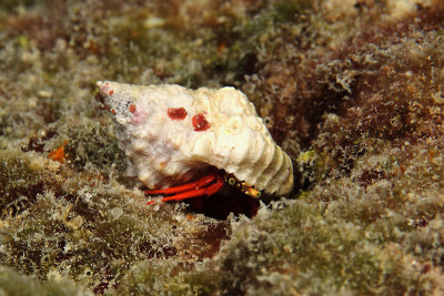 Red hermit crab