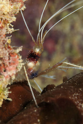 Banded coral shrimp