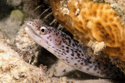 Small spotted eel