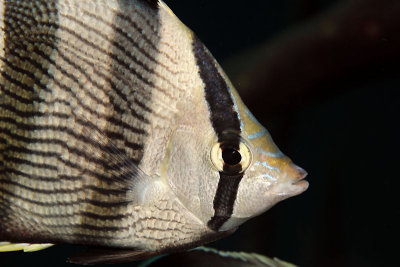 Banded butterfly fish