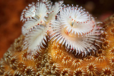 Christmas tree worm