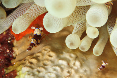 Anemone shrimp (large and small) 