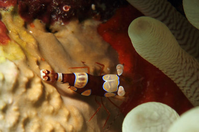 Close-up of anemone shrimp