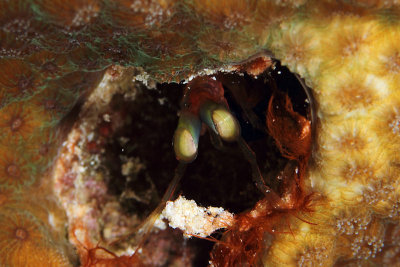 Mantis shrimp peeking out of coral