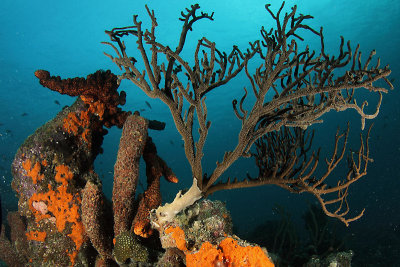 Coral/sponge formation