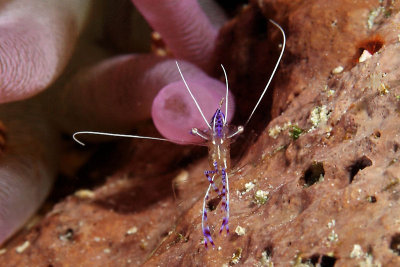 Pederson cleaner shrimp