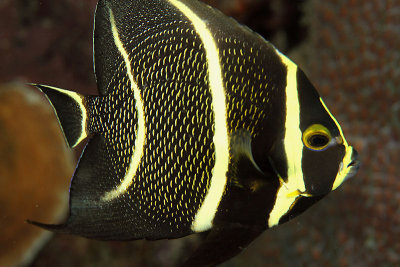 Juvenile French angelfish