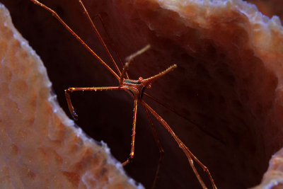 Arrow crab in sponge