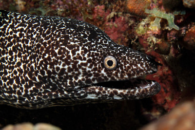 Spotted eel