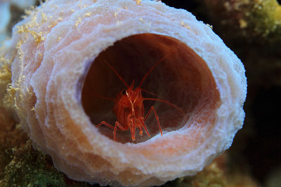 Peppermint shrimp in sponge