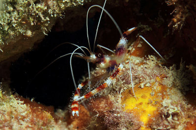 Red-banded coral shrimp