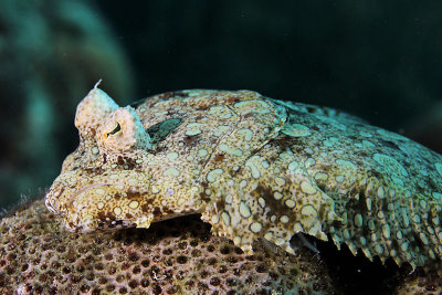 Flounder resting on coral
