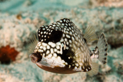 Trunkfish