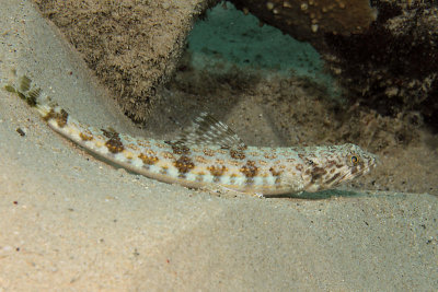 Lizardfish