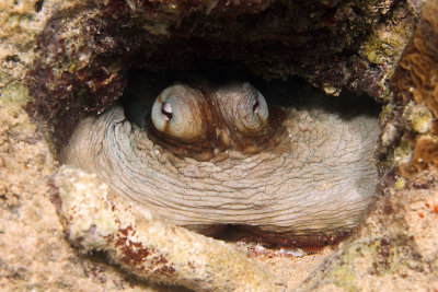 Octopus hiding in hole
