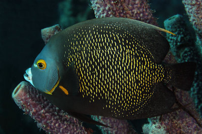 French angelfish