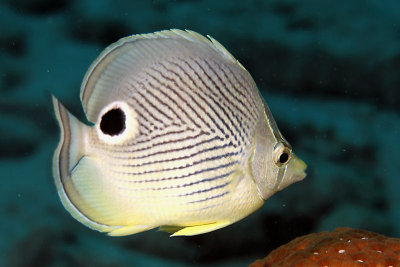 Four-eye butterflyfish