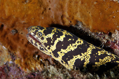 Chain moray eel