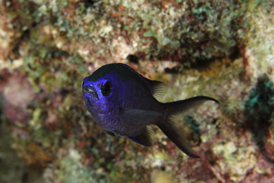 Blue chromis