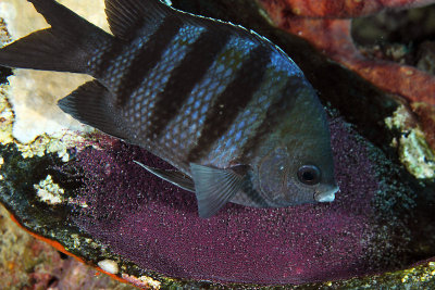 Sargent major guarding eggs