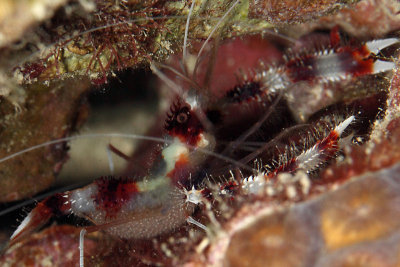 Red-banded coral shrimp