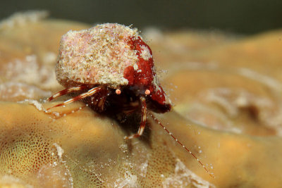 Small hermit crab