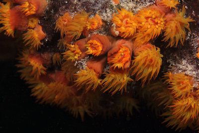 Orange cup coral