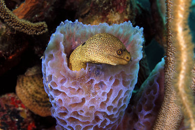 Goldentail eel in vase sponge