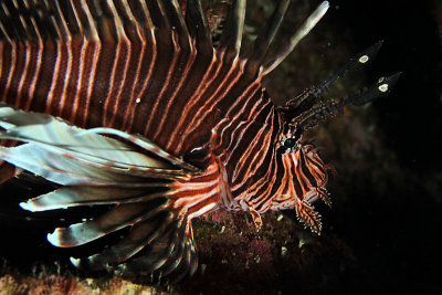 Lionfish