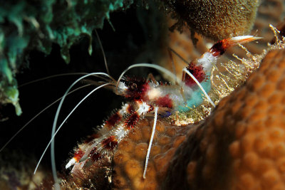 Red-banded coral shrimp