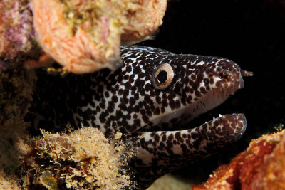 Spotted moray eel