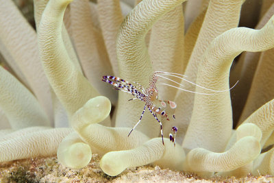 Spotted cleaner shrimp in anemone