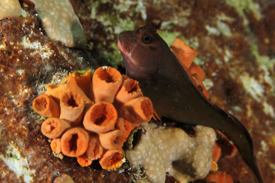 Red-lipped blenny by orange cup coral
