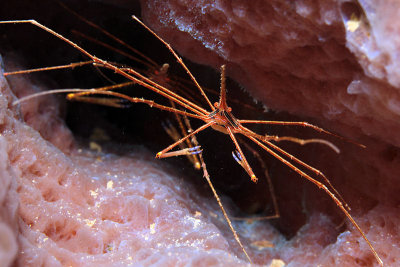 Arrow crab in sponge