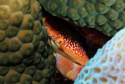 Box crab hiding in coral head