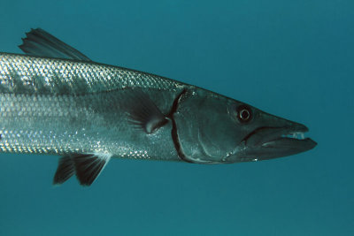 Barracuda