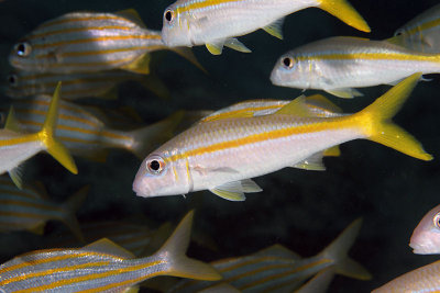 Goatfish