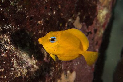 Juvenile tang - yellow phase