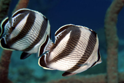 Pair of banded butterflyfish