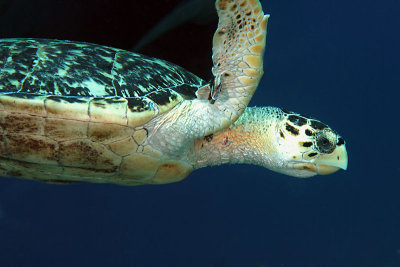 Hawksbill turtle