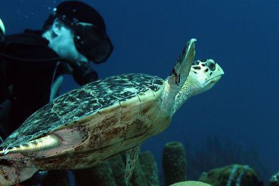 Darren with turtle