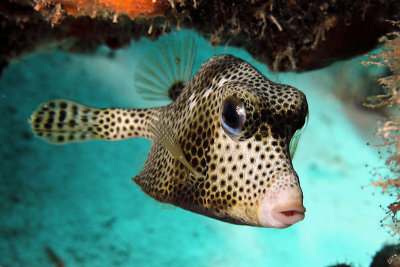 Spotted trunkfish