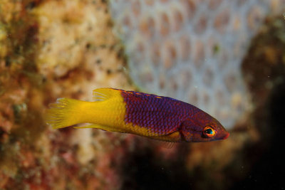 Small spanish hogfish