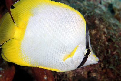 Spotfin butterflyfish