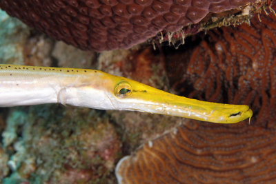 Trumpetfish