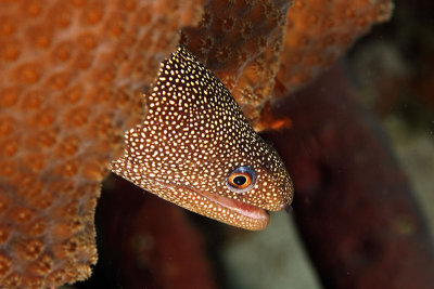 Goldentail eel